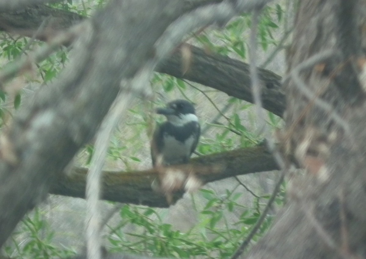 Belted Kingfisher - ML64680311