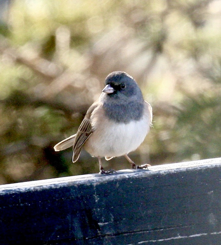 vinterjunko - ML646803110