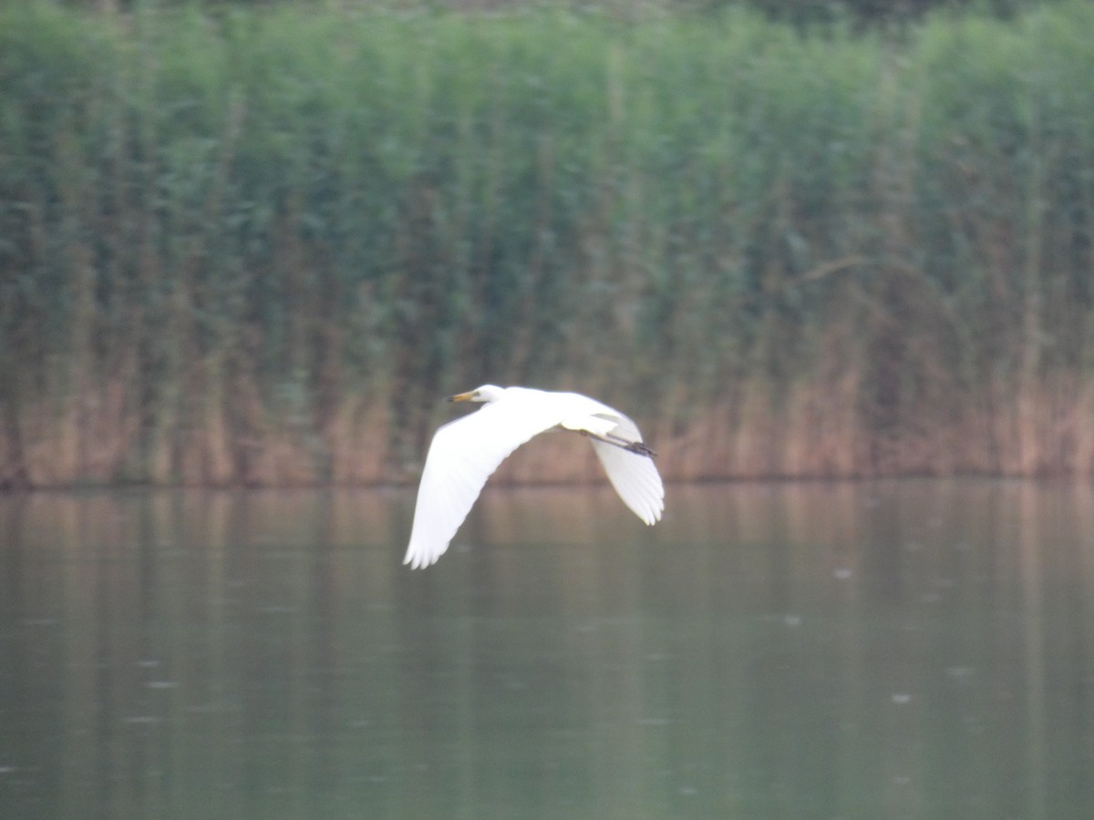 לבנית גדולה - ML646803111
