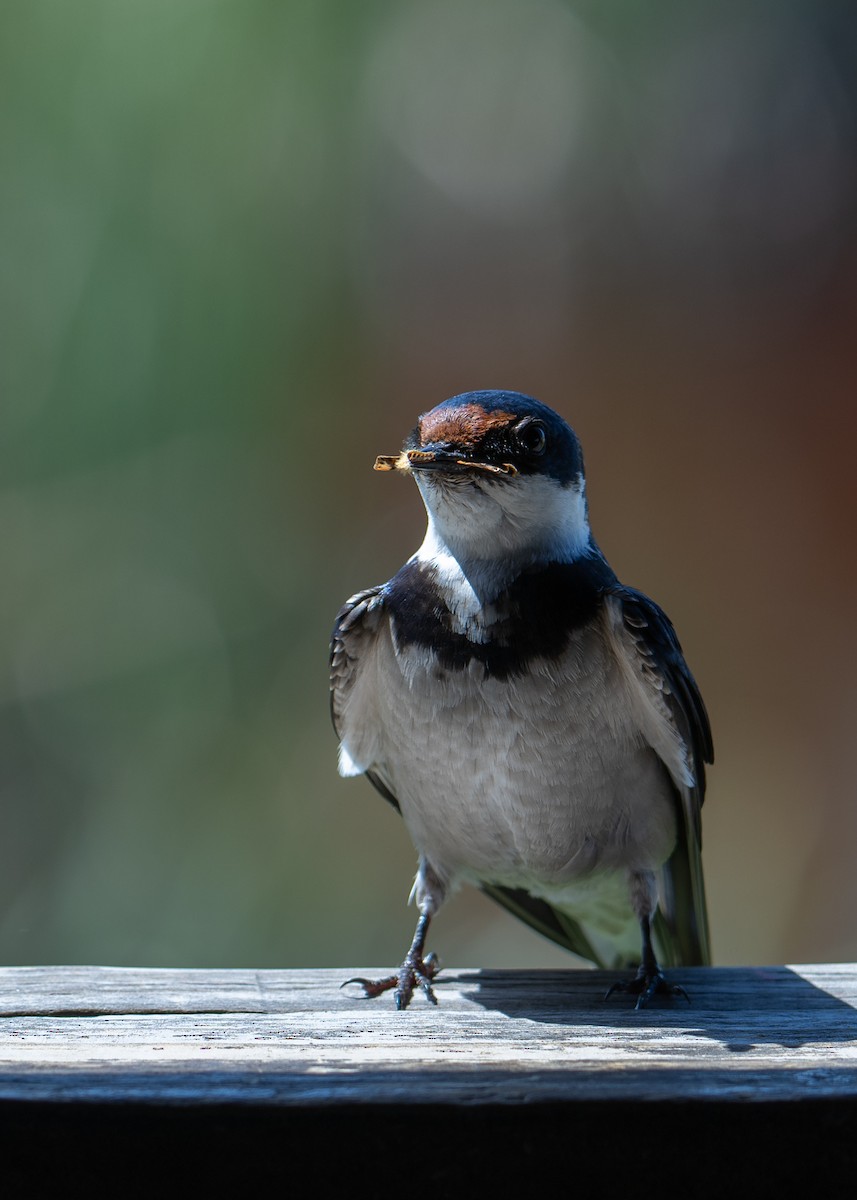 White-throated Swallow - ML646803112