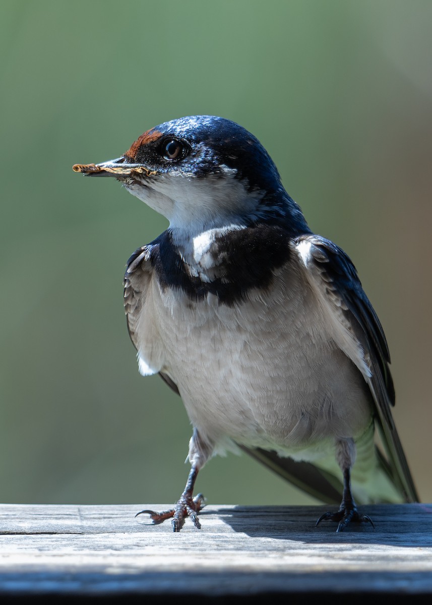 White-throated Swallow - ML646803113