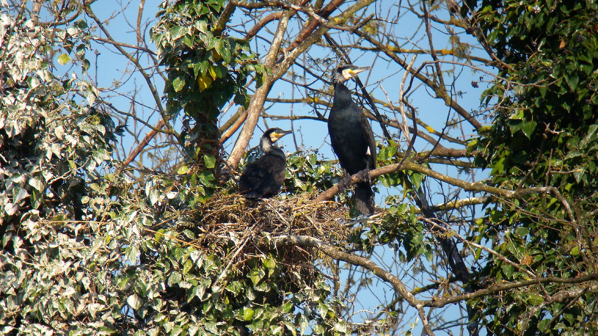 קורמורן גדול - ML646803114