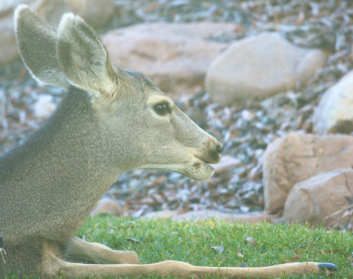 Animals - ML646803115