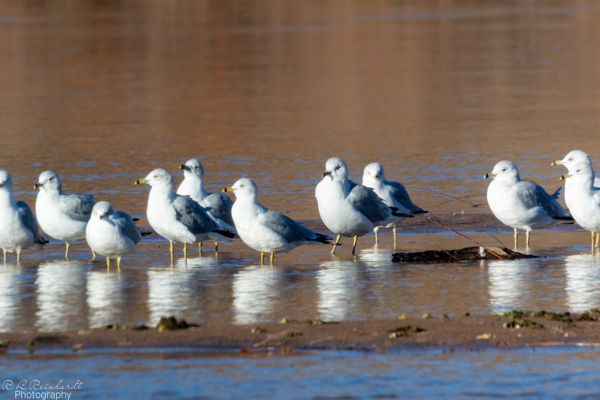 שחף עקוד-מקור - ML646803117