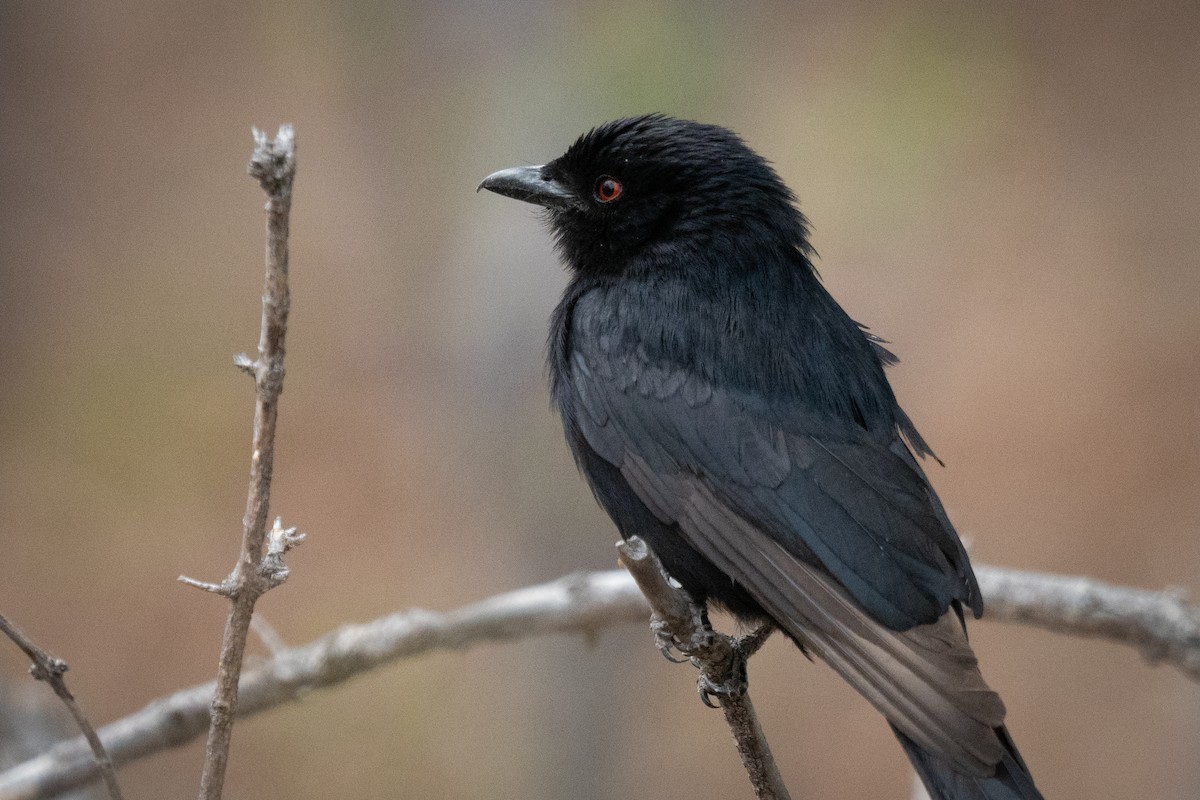 Fork-tailed Drongo - ML646803118