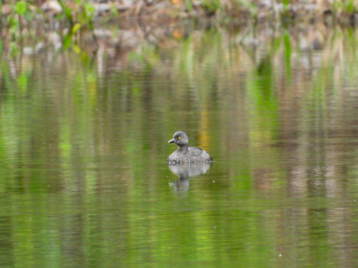 Least Grebe - ML646803119