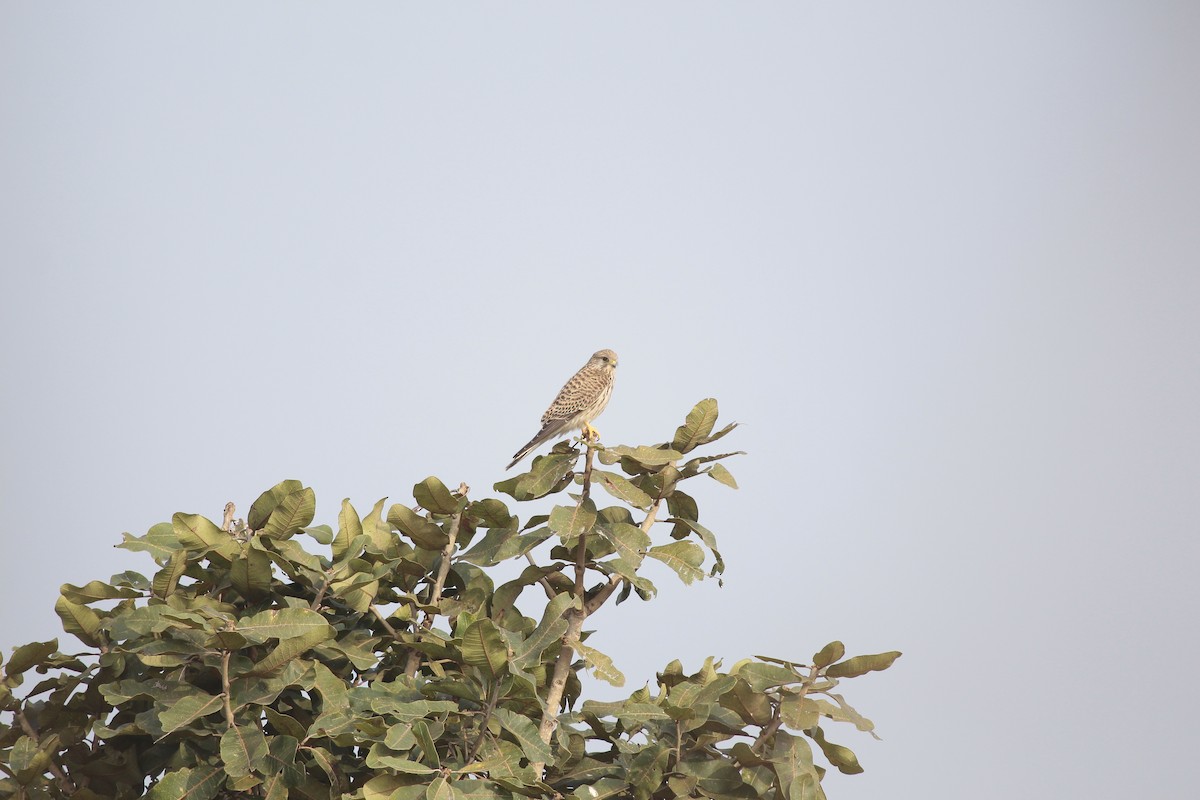 בז מצוי - ML646803120