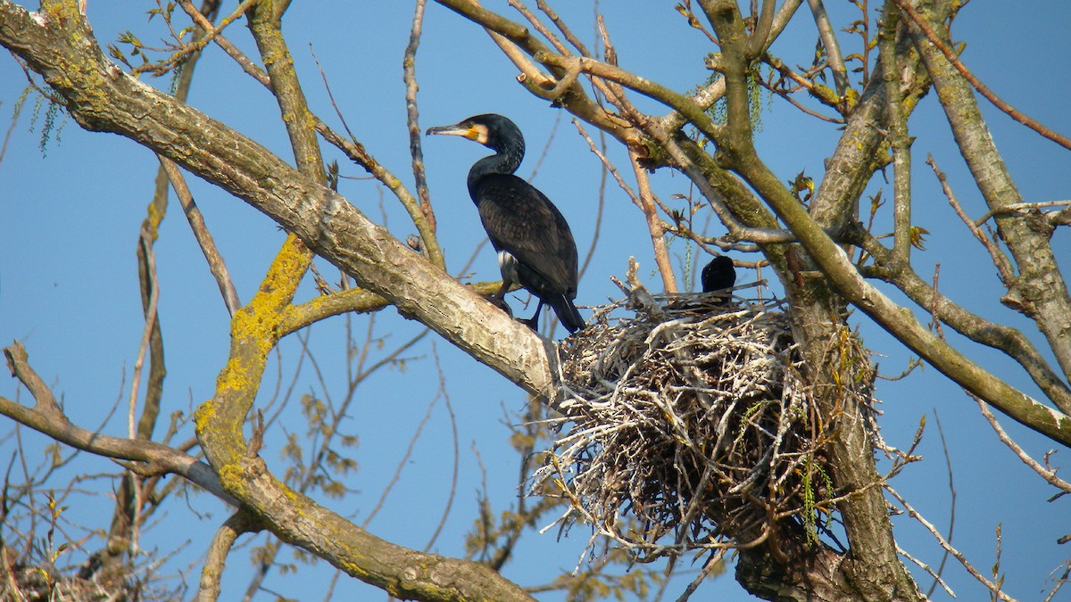 קורמורן גדול - ML646803121