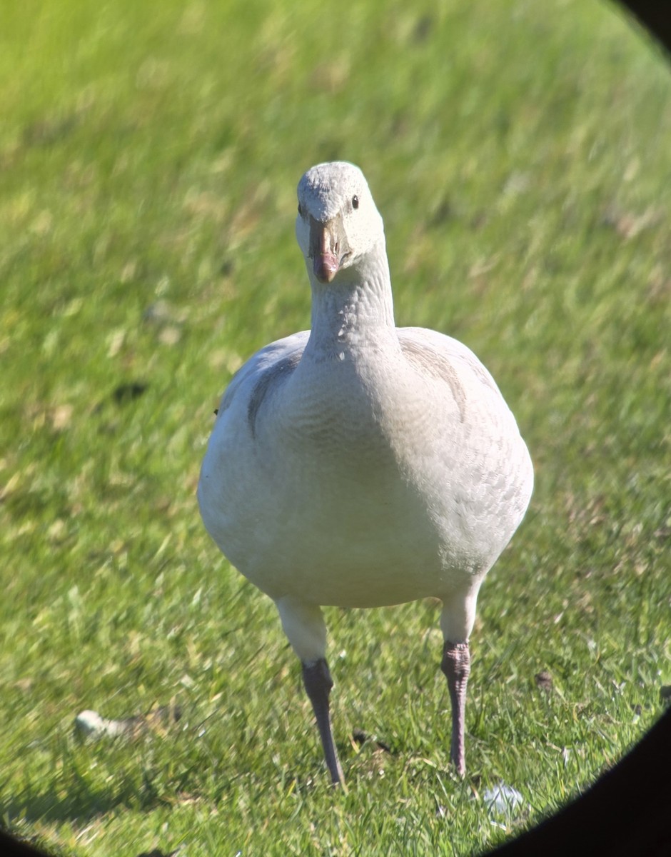 אווז שלג - ML646803122