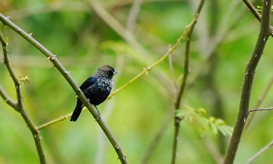 Blue-black Grassquit - ML646803123