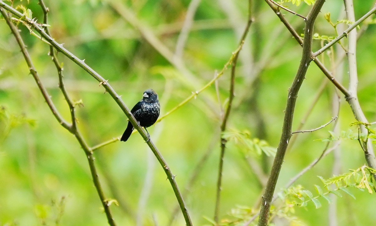 Blue-black Grassquit - ML646803124