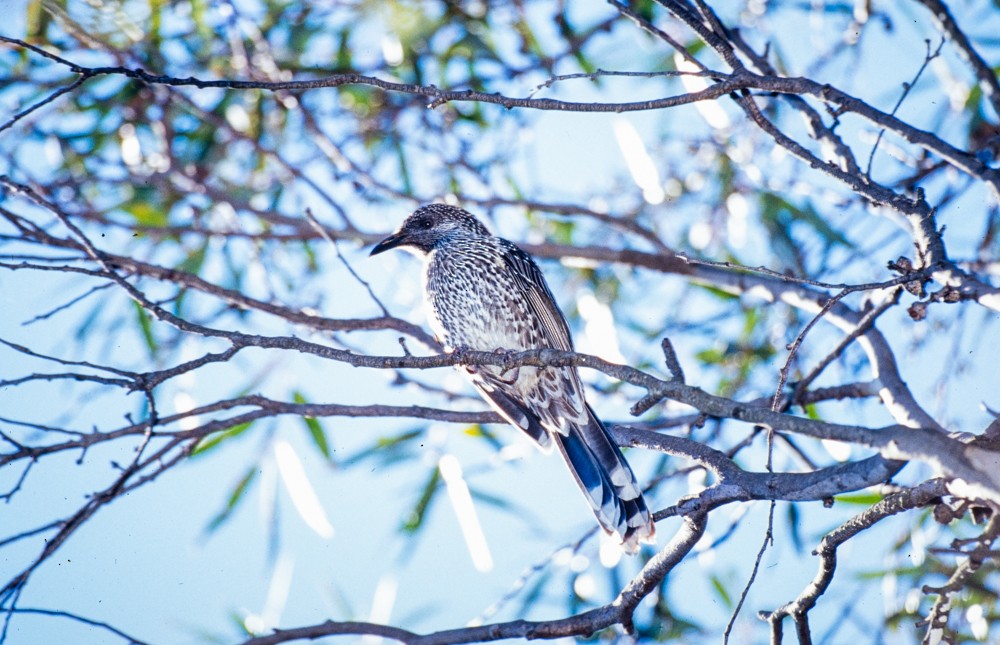 Little Wattlebird - ML646803125