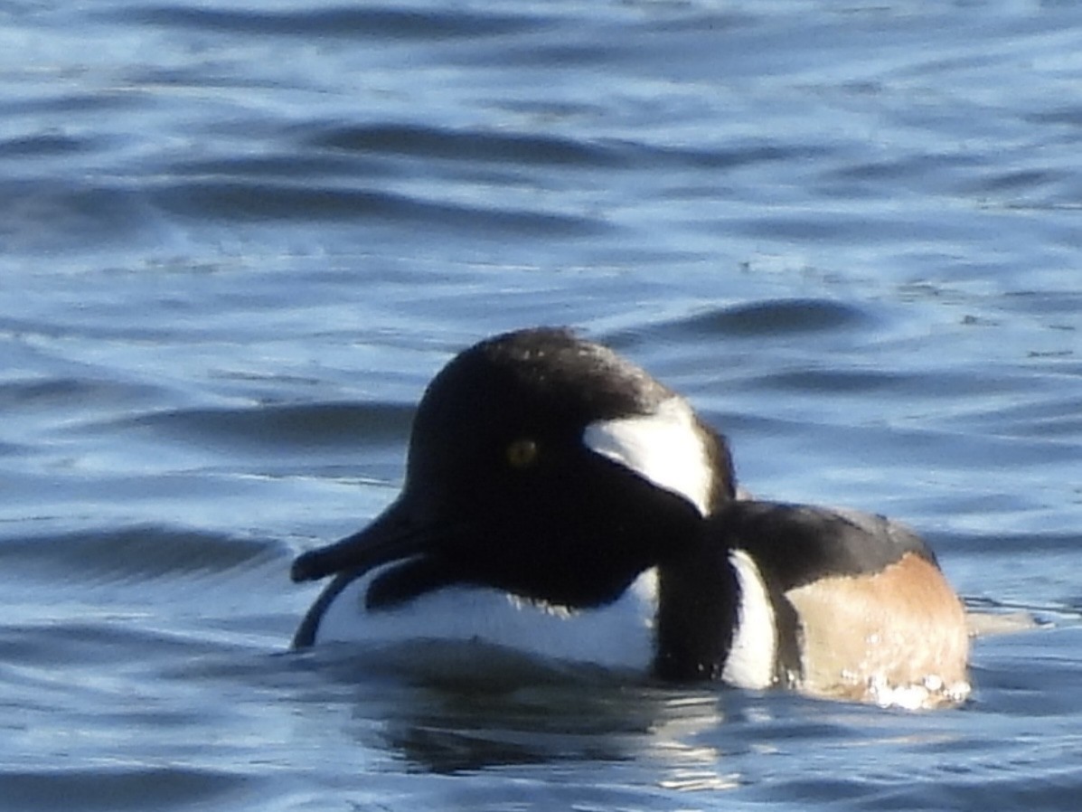 מרגון מקושט - ML646803128