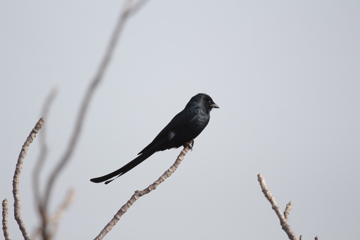 דרונגו שחור - ML646803129