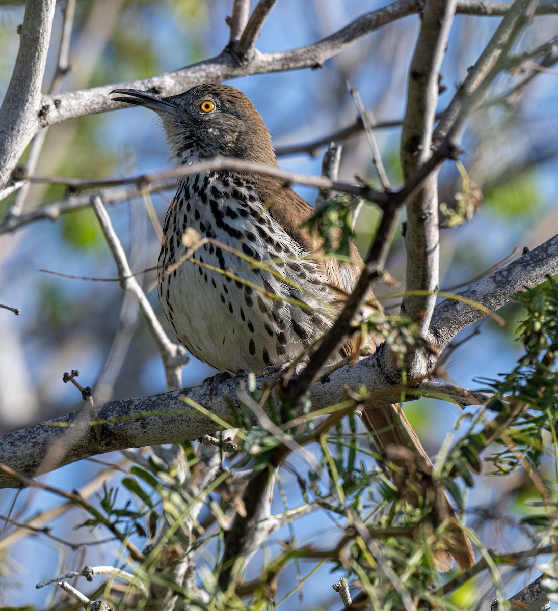 חקיינית צפונית - ML646803130