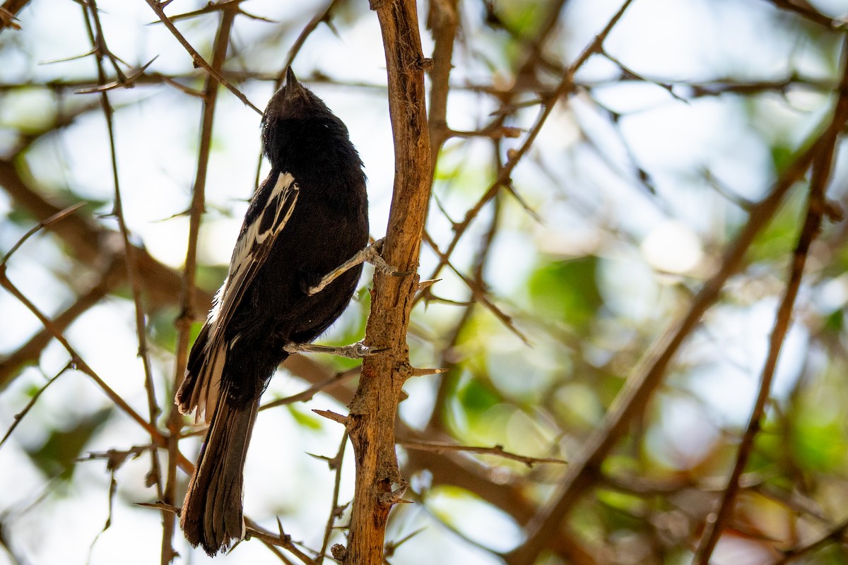 Southern Black-Tit/Carp's Tit - ML646803131