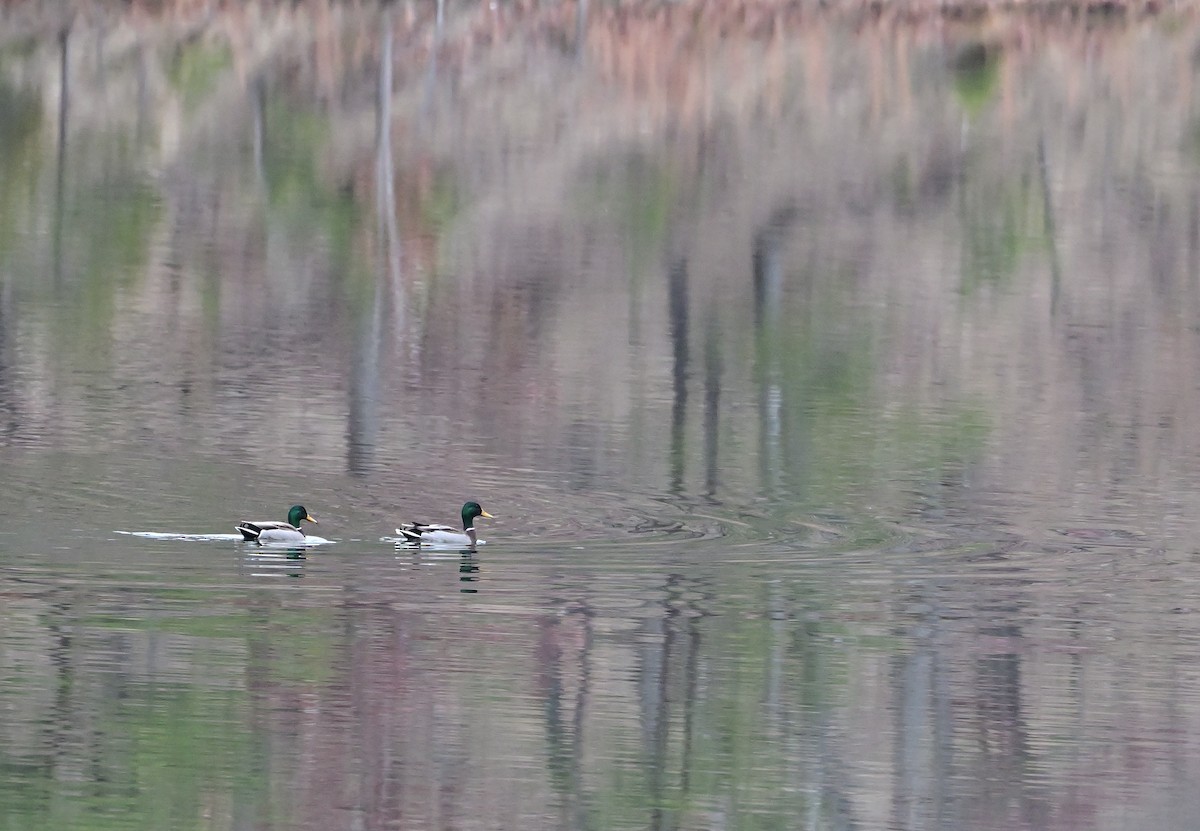 ברכיה - ML646803133