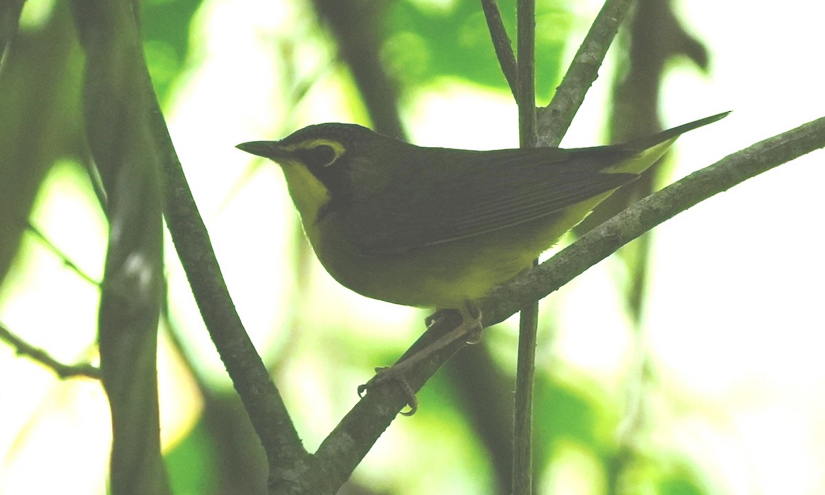 סבכון קנטקי - ML646803134