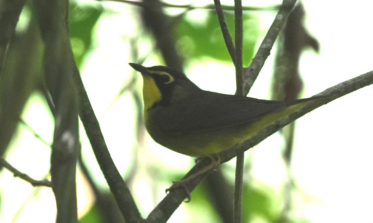 סבכון קנטקי - ML646803135