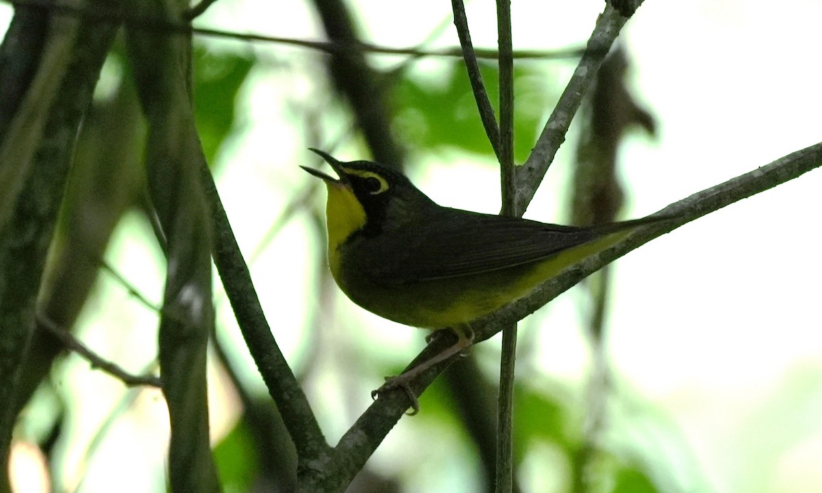 סבכון קנטקי - ML646803136