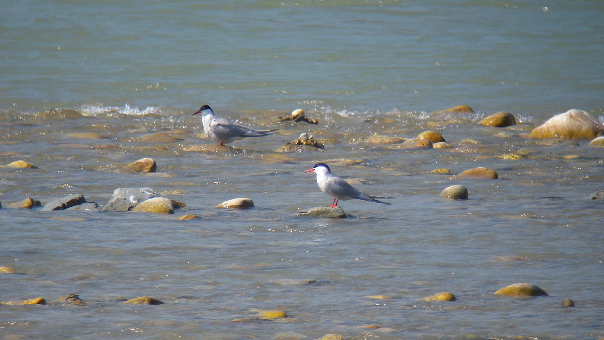שחפית ים - ML646803137