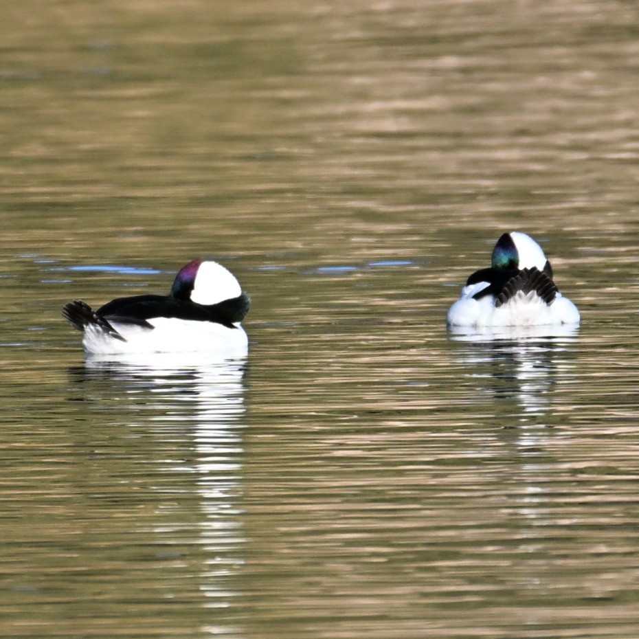 עבראש לבנוני - ML646803138