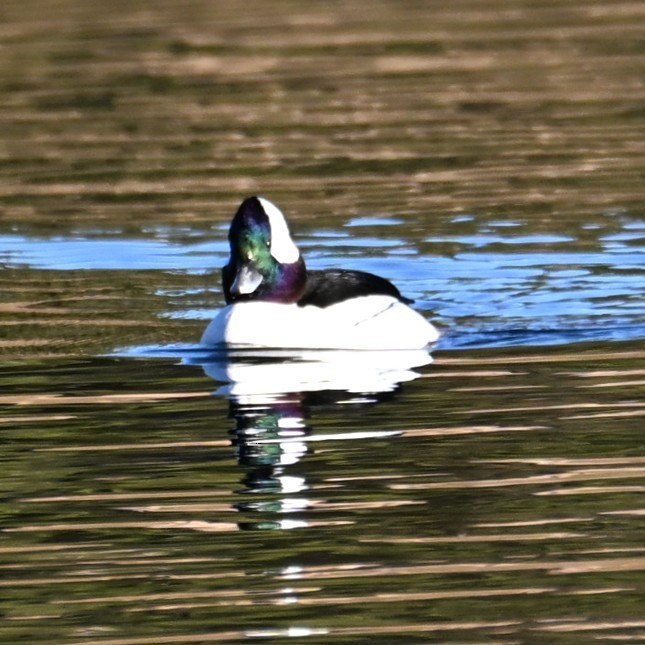 עבראש לבנוני - ML646803139