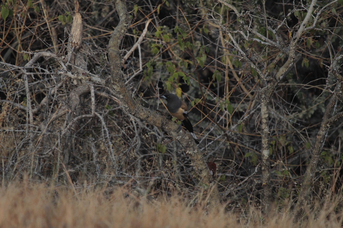 Témia vagabonde - ML646803141