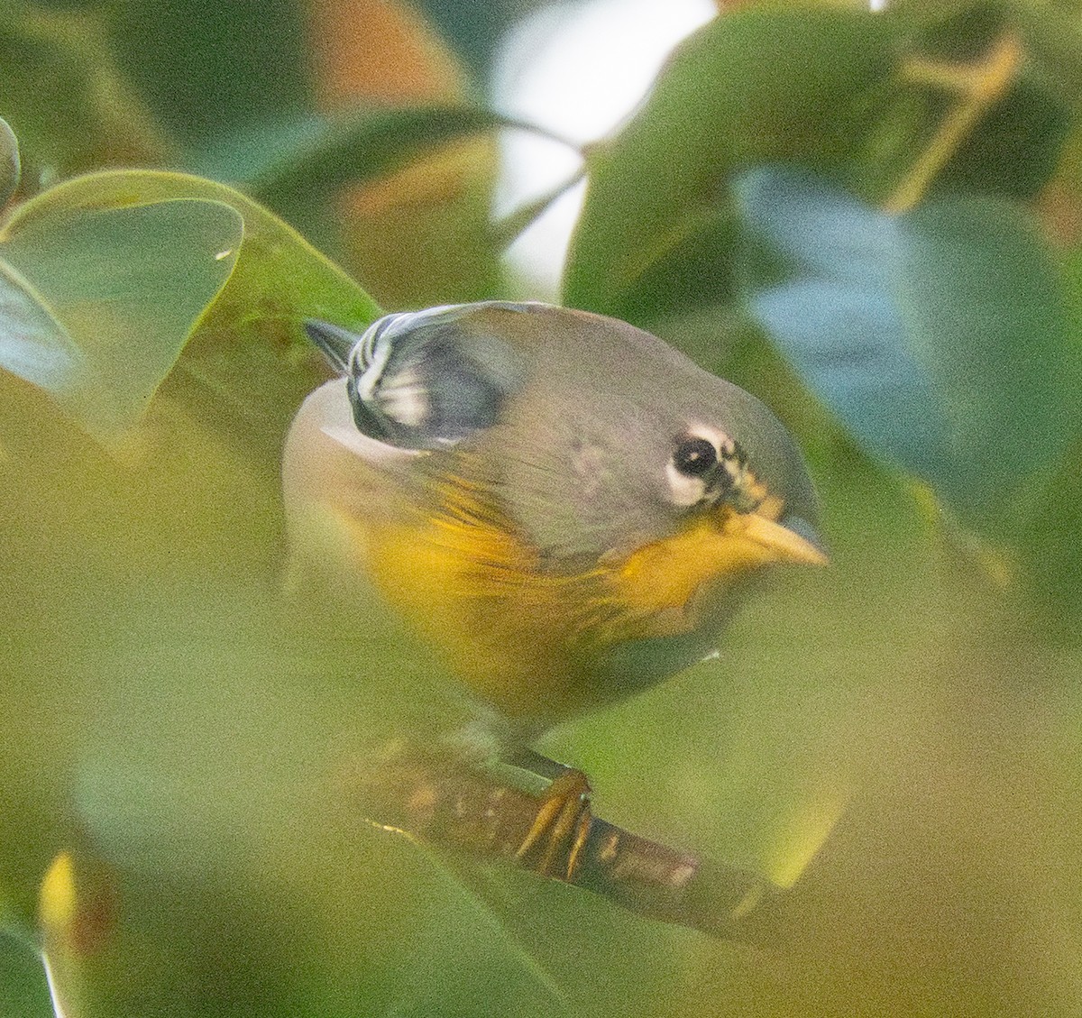 stryparula - ML646803142