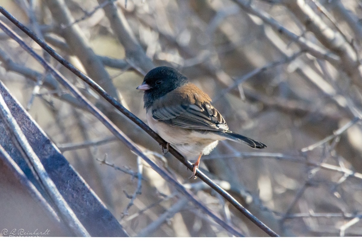 Dark-eyed Junco - ML646803144