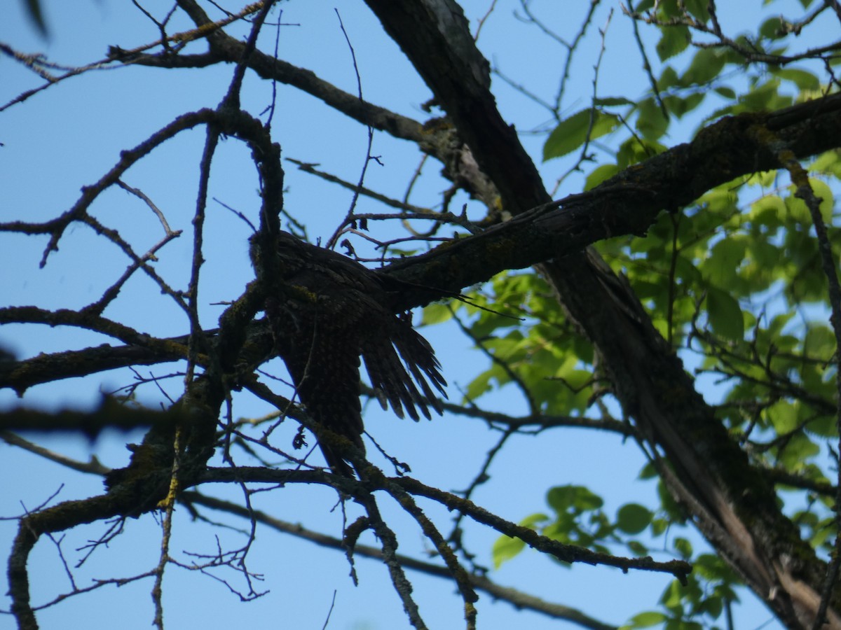Eurasian Nightjar - ML646803145