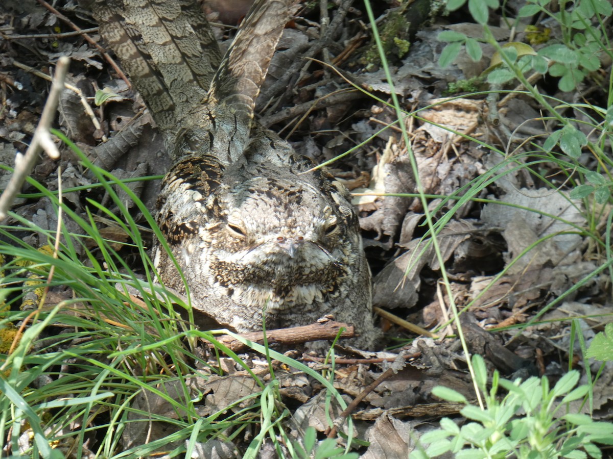 Eurasian Nightjar - ML646803146
