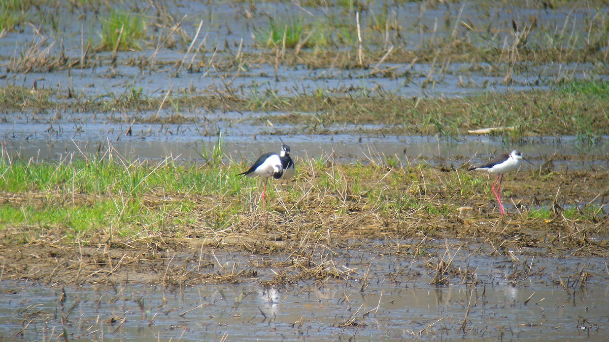 Black-winged Stilt - ML646803151