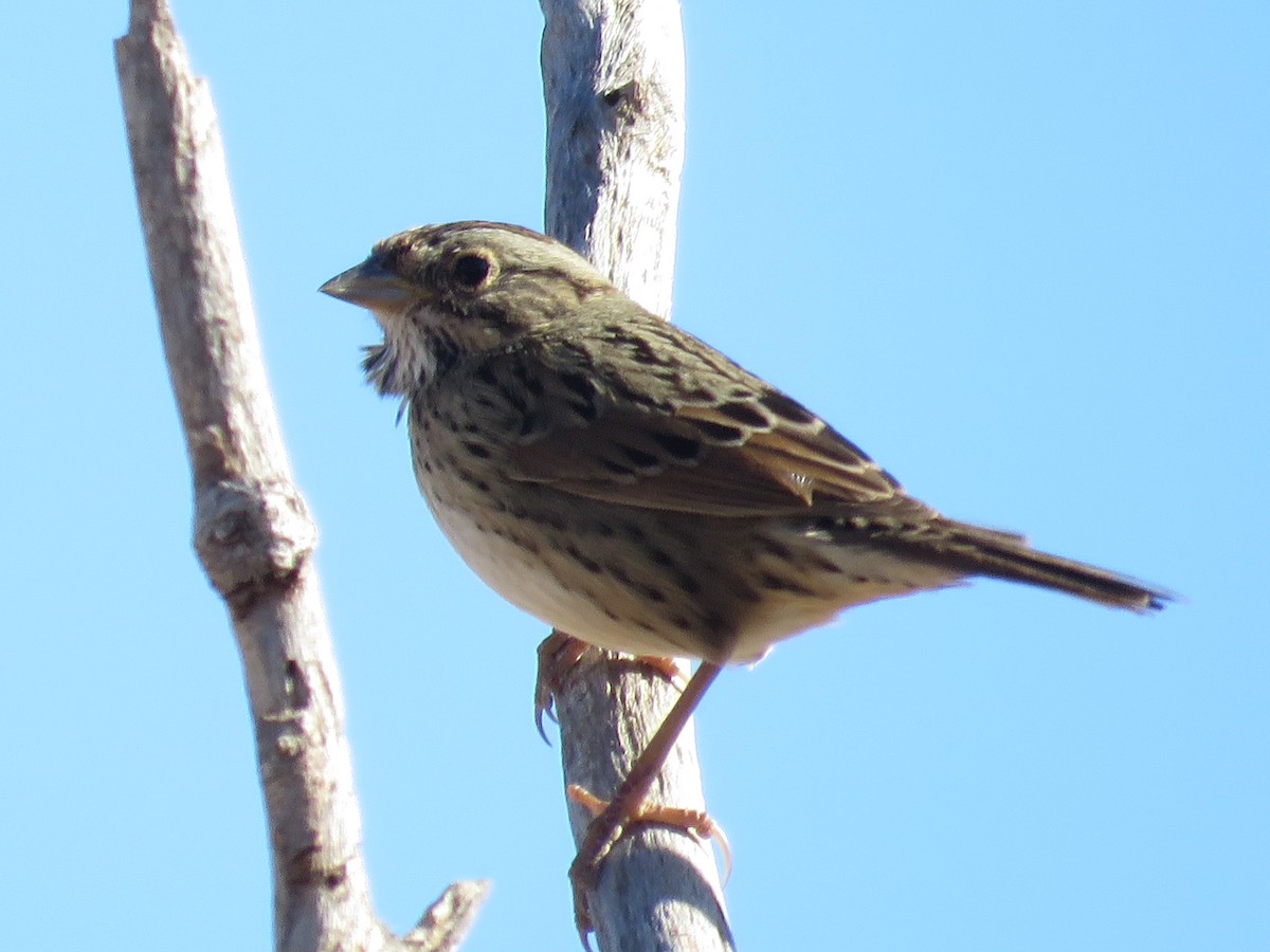 Lincoln's Sparrow - ML646803155