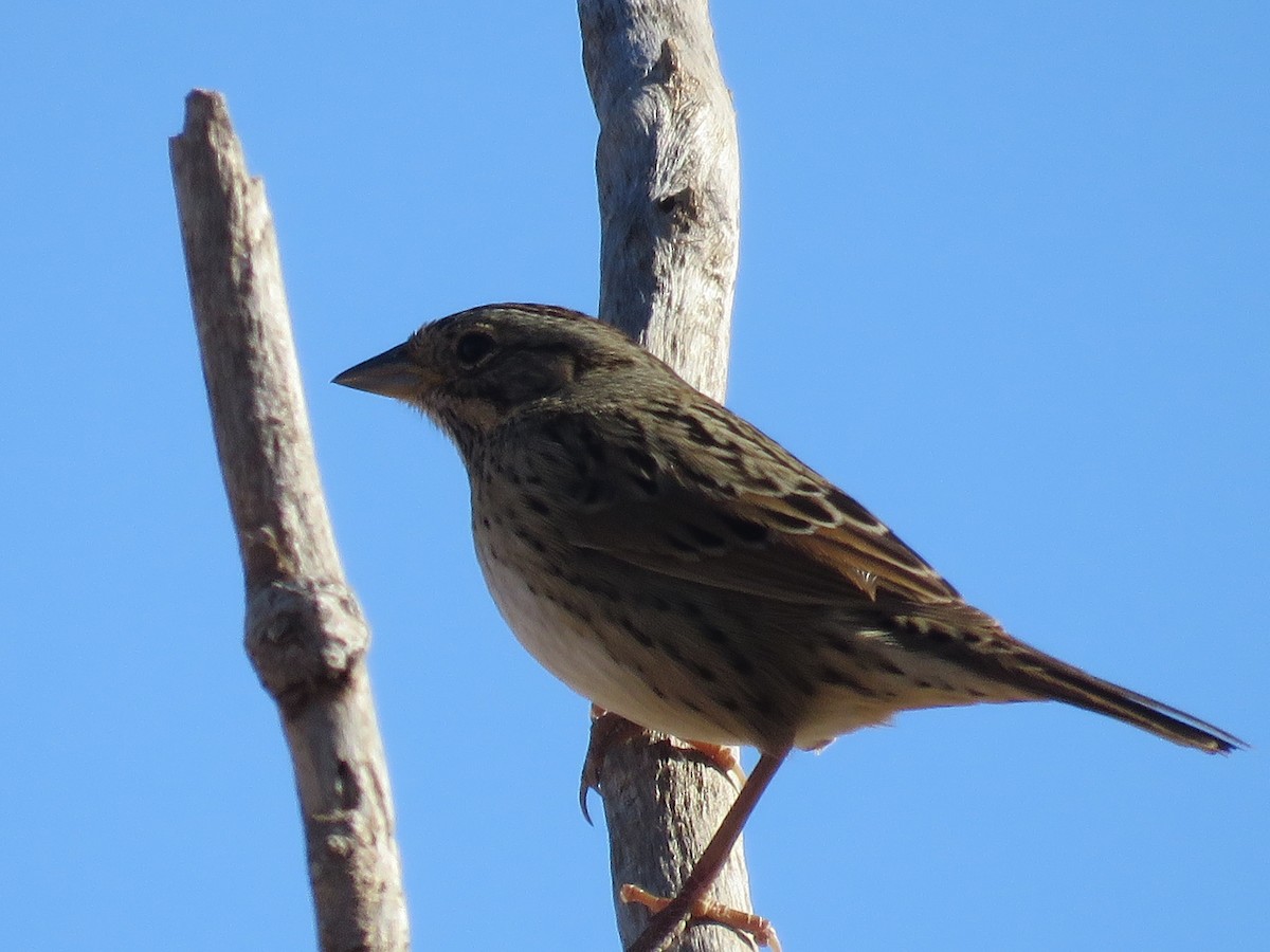 Lincoln's Sparrow - ML646803156