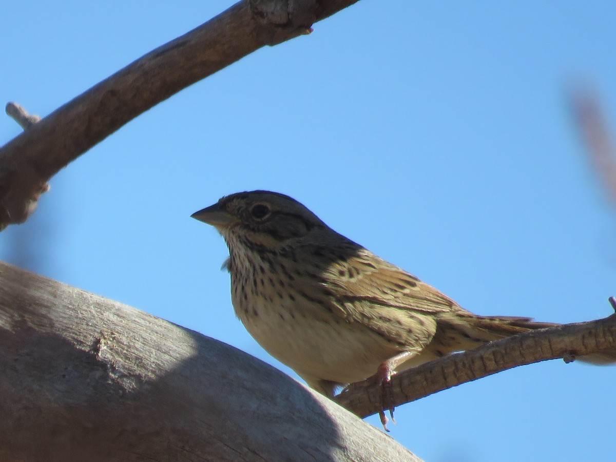 Lincoln's Sparrow - ML646803157