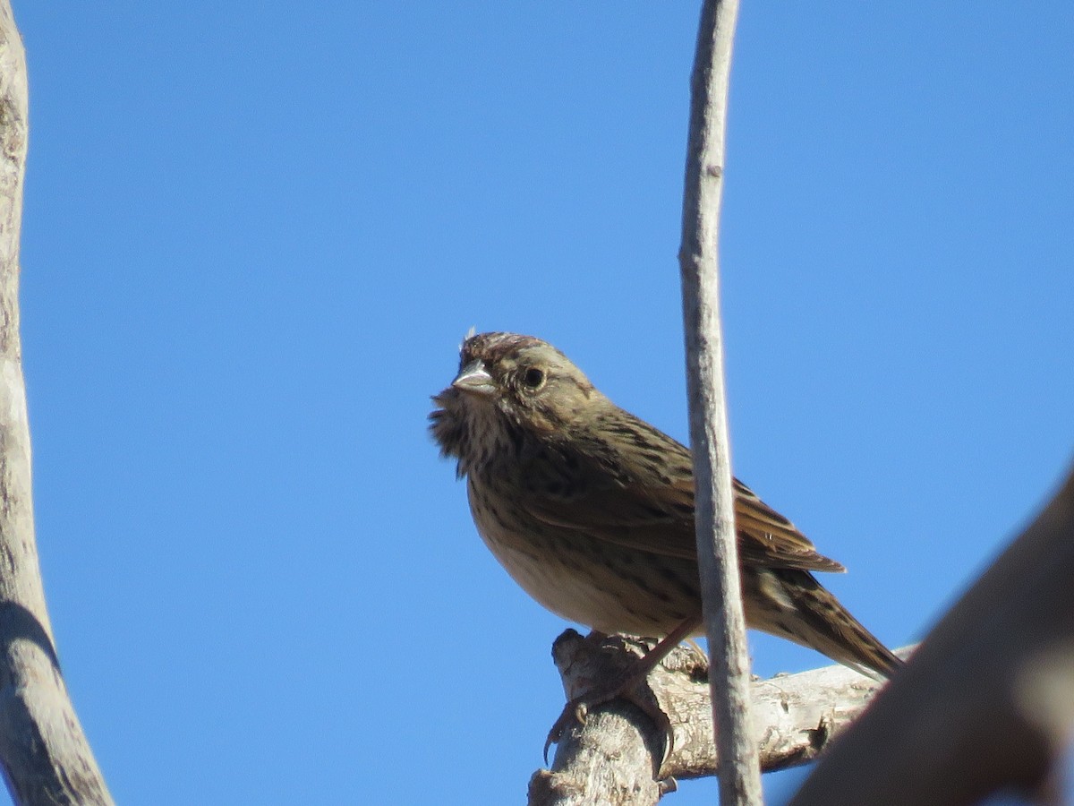 Lincoln's Sparrow - ML646803158