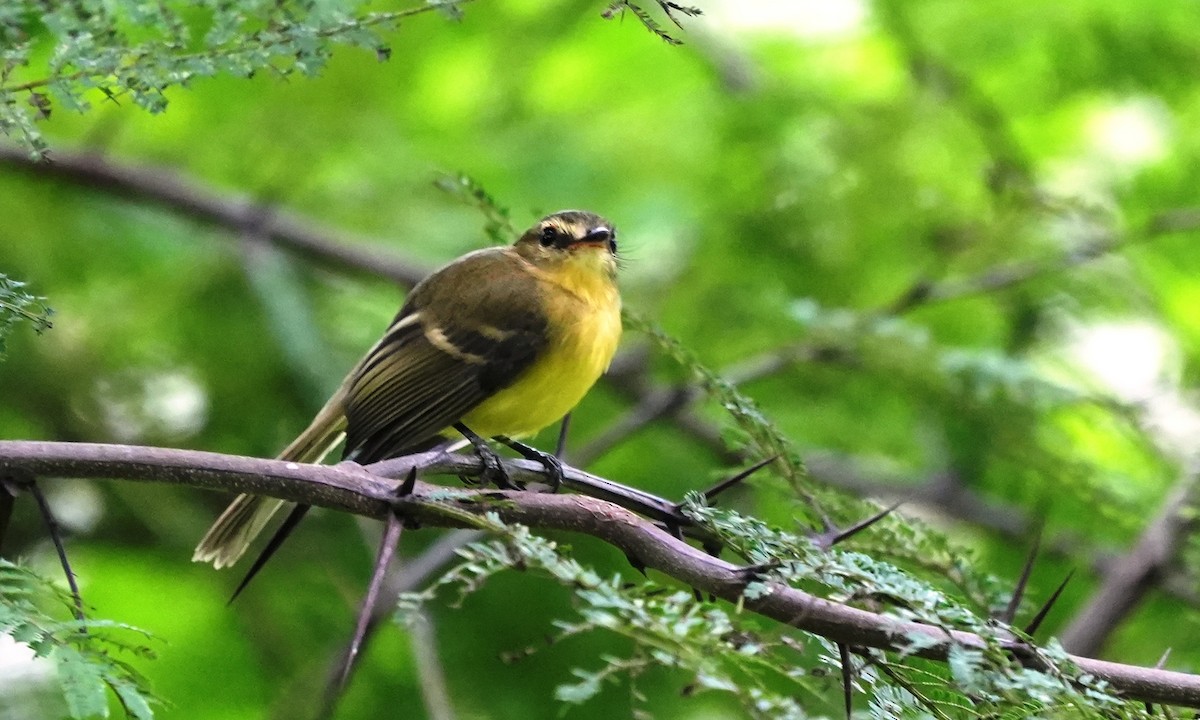 Yellow Tyrannulet - ML646803162