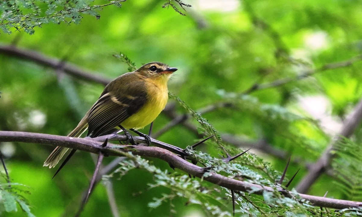 Yellow Tyrannulet - ML646803164