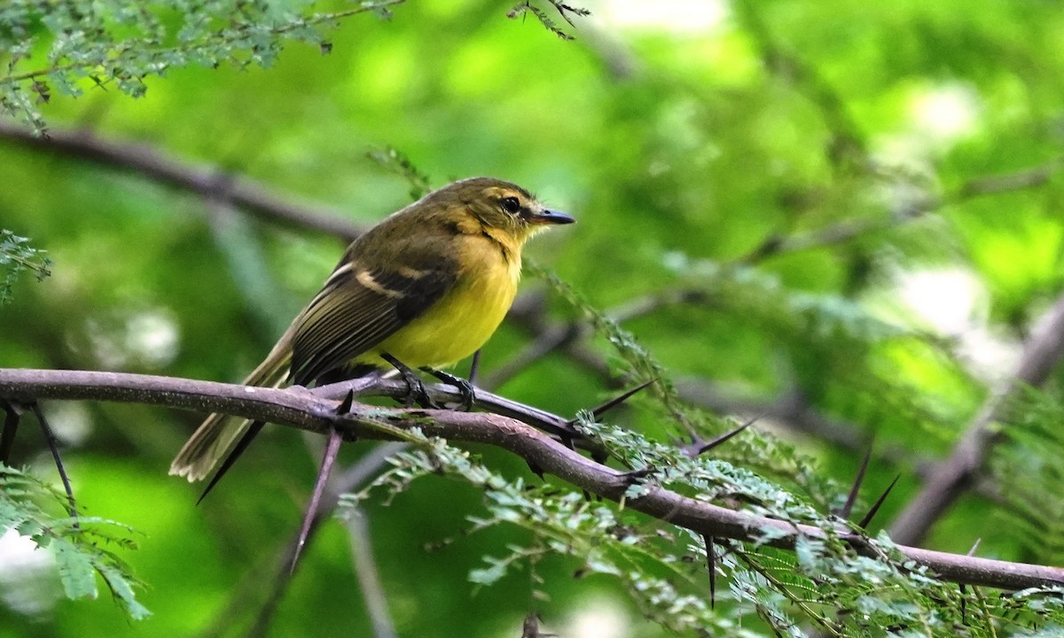 Yellow Tyrannulet - ML646803165