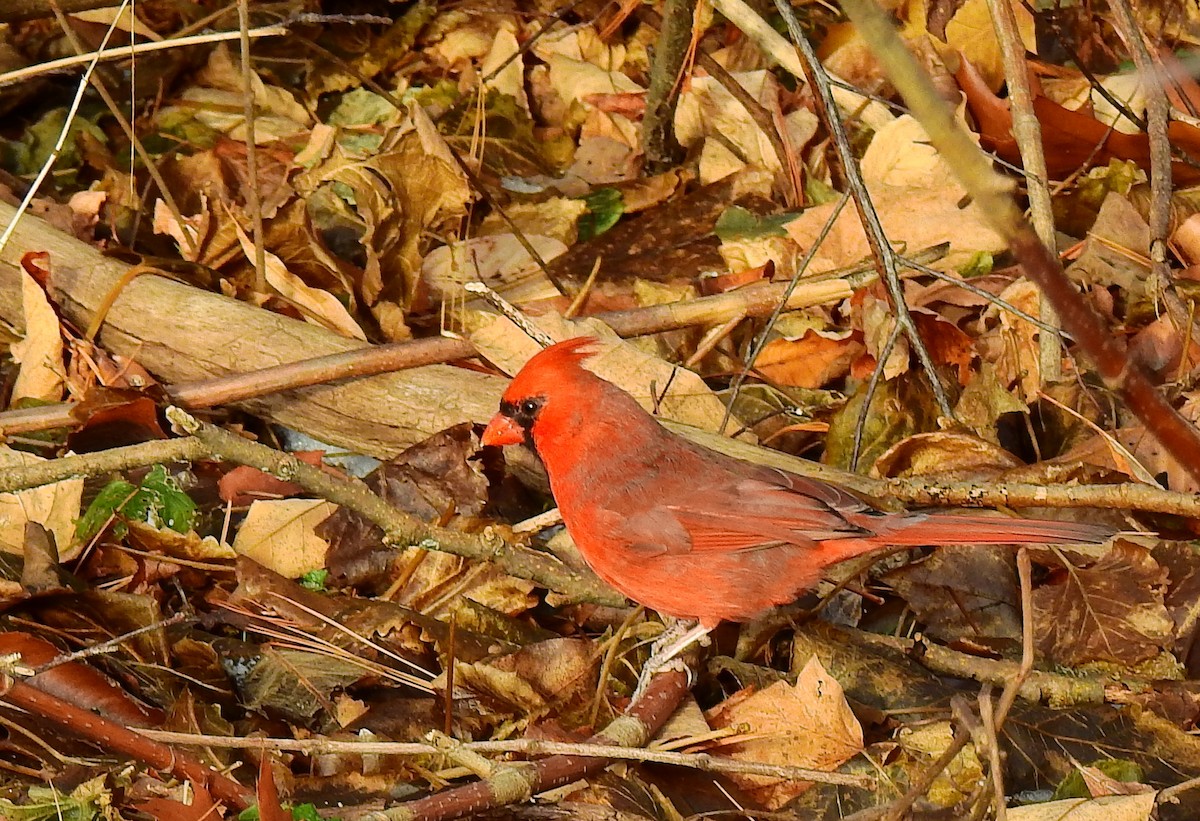 Cardenal Norteño - ML646803166