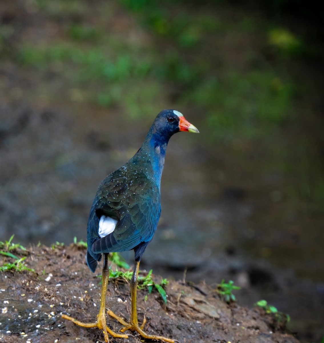 Zwergsultanshuhn - ML646803167