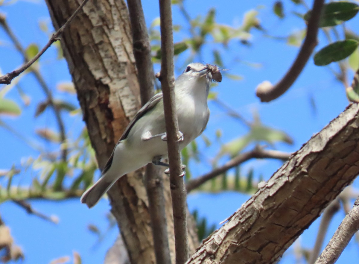 Vireo Plomizo - ML646803168