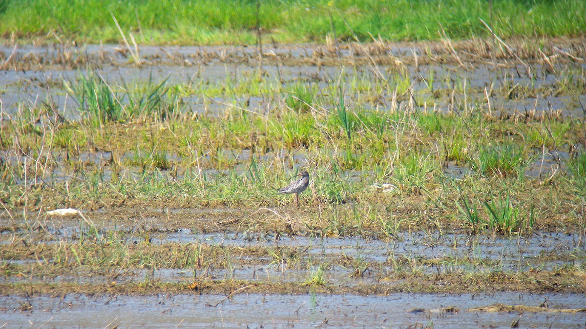 鶴鷸 - ML646803169