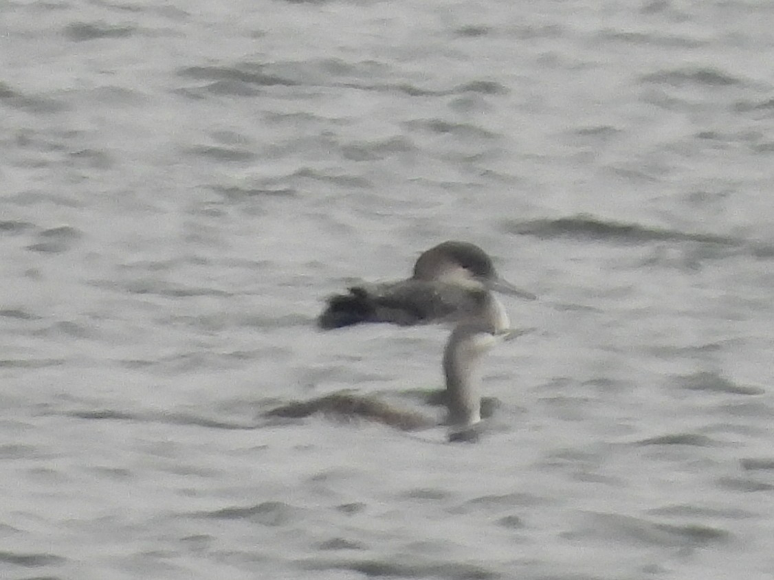 紅喉潛鳥 - ML646803170