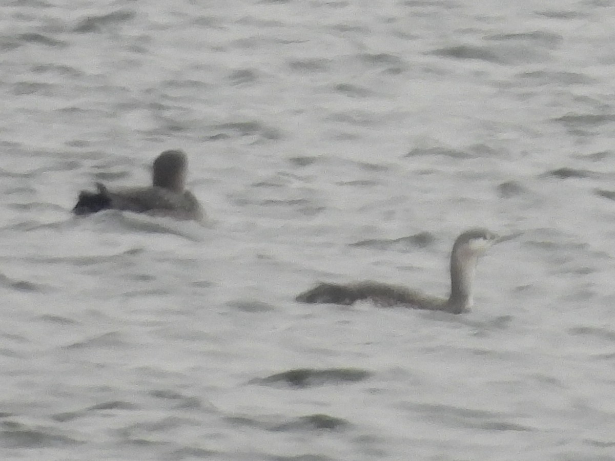 紅喉潛鳥 - ML646803171