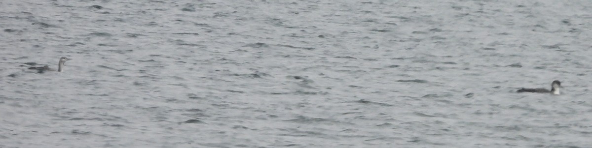 紅喉潛鳥 - ML646803172