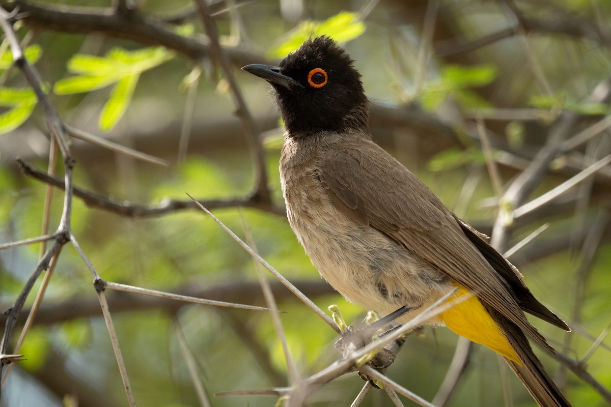 Black-fronted Bulbul - ML646803175
