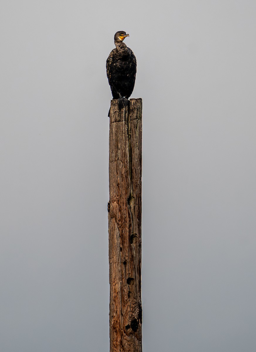 Double-crested Cormorant - ML646803176