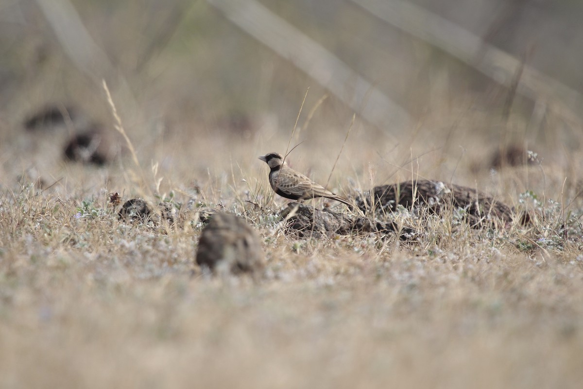 Moinelette croisée - ML646803177
